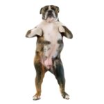 “El Baile de Carlito”: Larry Pignagnoli y Riccardo Marchi reviven el espíritu alegre del Pop-Latino